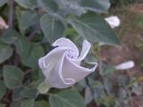 Datura innoxia