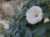 Datura innoxia