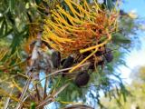 Grevillea robusta