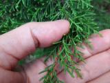 Juniperus phoenicea