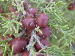 Juniperus phoenicea