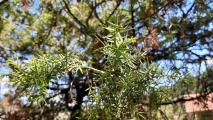 Juniperus oxycedrus