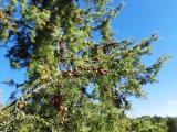 Juniperus oxycedrus