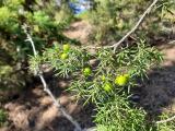 Juniperus oxycedrus