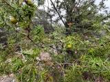 Juniperus oxycedrus