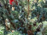 Juniperus oxycedrus