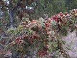 Juniperus oxycedrus