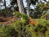 Juniperus oxycedrus