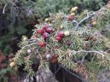 Juniperus oxycedrus