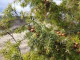 Juniperus oxycedrus