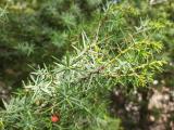 Juniperus oxycedrus