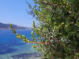 Juniperus oxycedrus