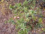 Juniperus oxycedrus