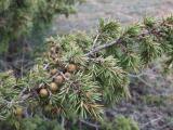 Juniperus oxycedrus