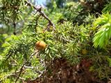 Juniperus oxycedrus