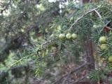 Juniperus oxycedrus