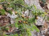 Juniperus oxycedrus