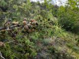 Juniperus oxycedrus