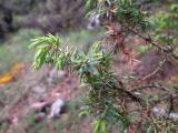 Juniperus oxycedrus