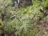 Juniperus oxycedrus