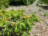 Juniperus oxycedrus