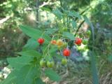 Solanum dulcamara