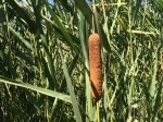 Typha angustifolia