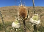 Dipsacus laciniatus