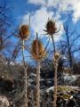 Dipsacus laciniatus