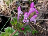 Lamium amplexicaule