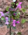 Lamium amplexicaule