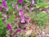 Lamium amplexicaule