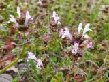 Lamium amplexicaule