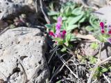 Lamium amplexicaule