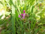 Lamium amplexicaule