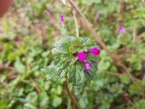 Lamium amplexicaule