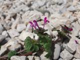 Lamium amplexicaule