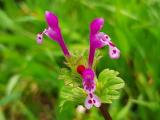 Lamium amplexicaule