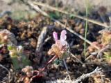 Lamium amplexicaule