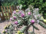 Cylindropuntia fulgida