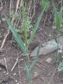 Phragmites Australis