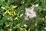 Solenostemon scutellarioides