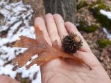 Quercus cerris