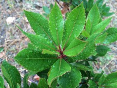 Quercus ilex