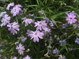 Phlox subulata