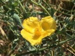 Glaucium flavum