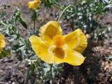 Glaucium flavum