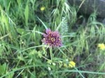 Tragopogon porrifolius