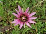 Tragopogon porrifolius