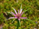 Tragopogon porrifolius